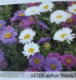Gulley Greenhouse Aster alpinus 'Beauty Mix' 3.5 in