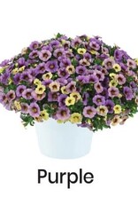 Calibrachoa Ombre Purple 3.5 in