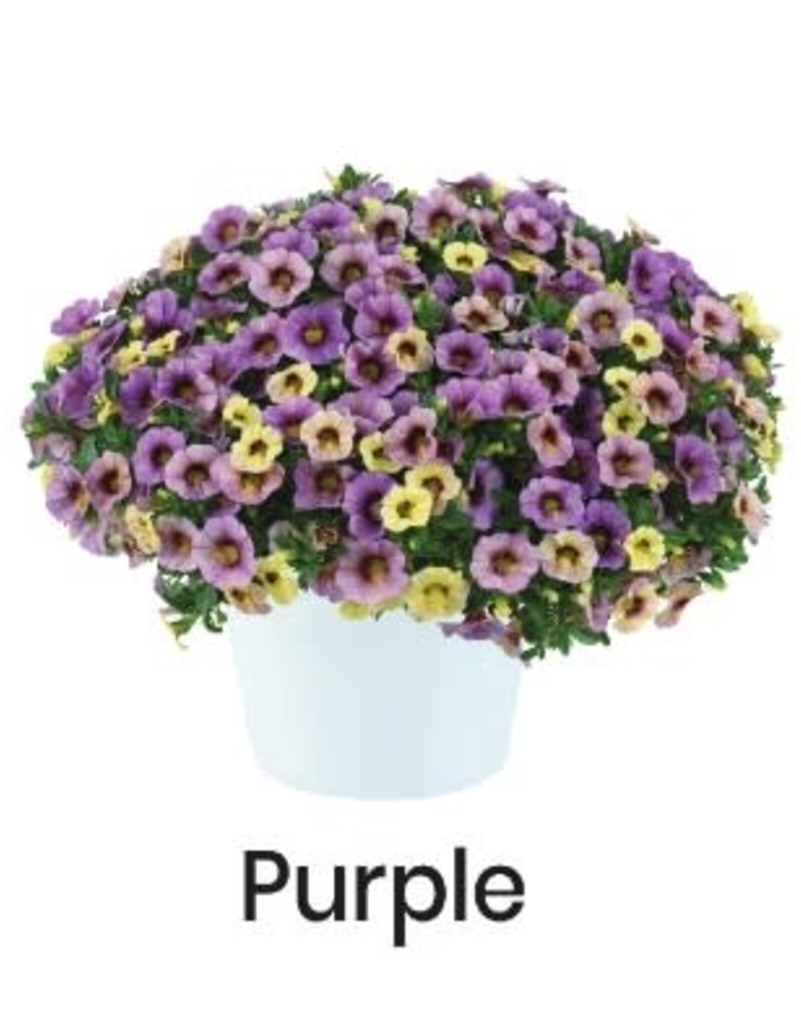 Calibrachoa Ombre Purple 3.5 in