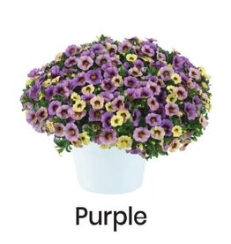 Calibrachoa Ombre Purple 3.5 in