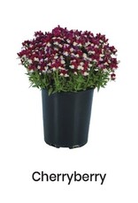 Fessler Nemesia Escential® 'Cherryberry' 3.5in