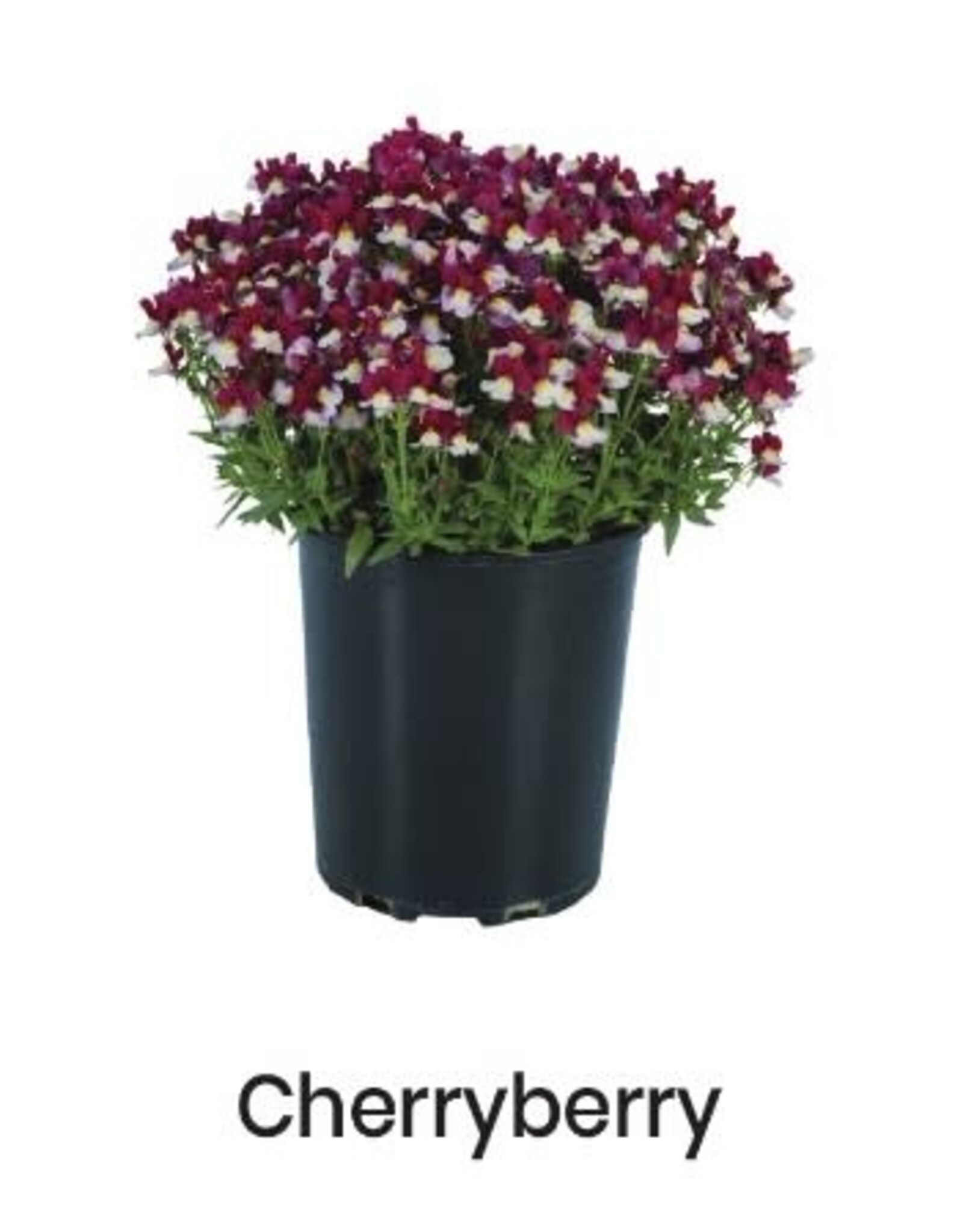 Fessler Nemesia Escential® 'Cherryberry' 3.5in