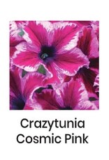 Fessler Petunia Crazytunia Cosmic Pink or Purple 3.5in