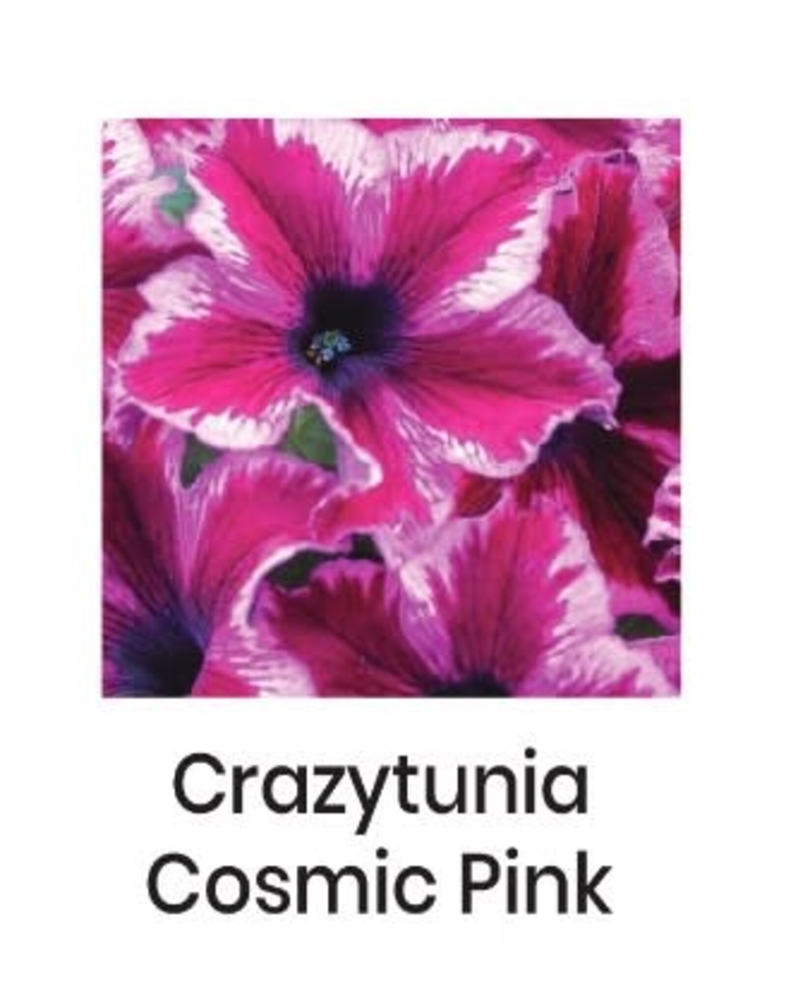 Fessler Petunia Crazytunia Cosmic Pink or Purple 3.5in
