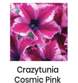 Fessler Petunia Crazytunia Cosmic Pink or Purple 3.5in