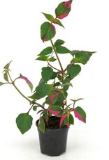 Cascade Tropicals Alternanthera ficoidea 'Party Time', - 4in Alternanthera