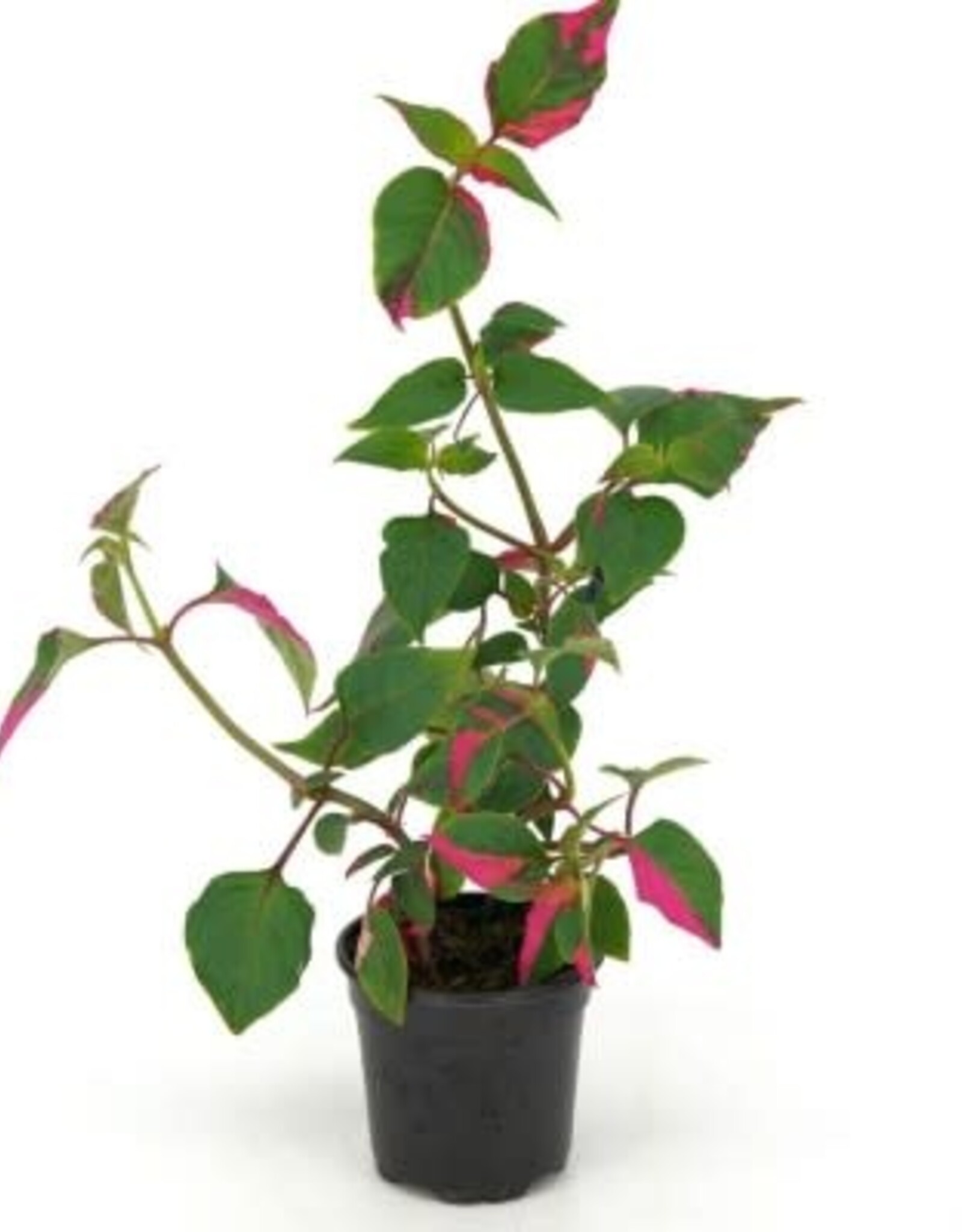 Cascade Tropicals Alternanthera ficoidea 'Party Time', - 4in Alternanthera