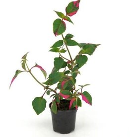 Cascade Tropicals Alternanthera ficoidea 'Party Time', - 4in Alternanthera