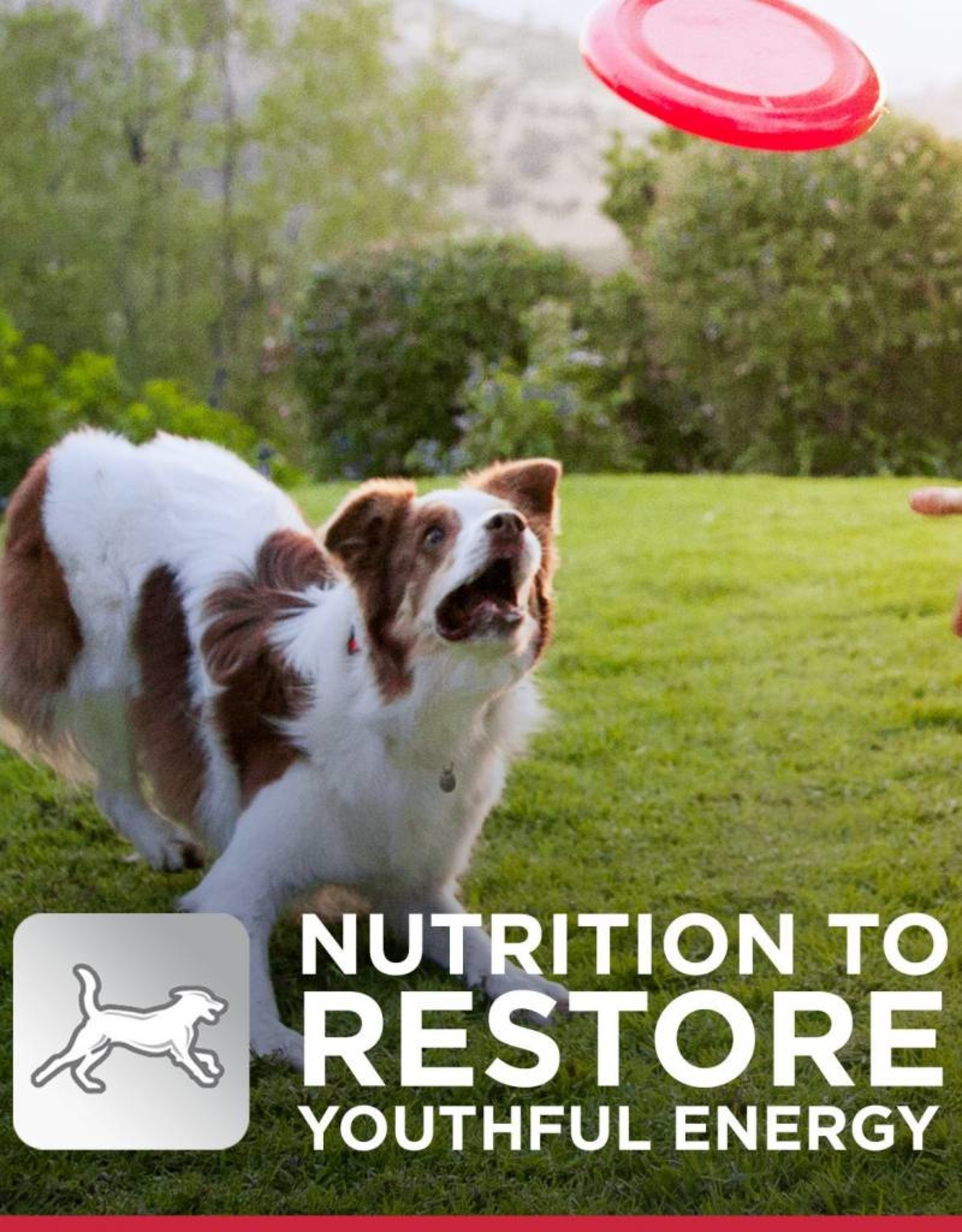 Hill's Science Diet Hill's SD Canine Adult 7+ 33 lb.