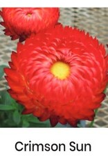 Fessler Bracteantha Granvia 'Crimson Sun' #1 Supersize Strawflower