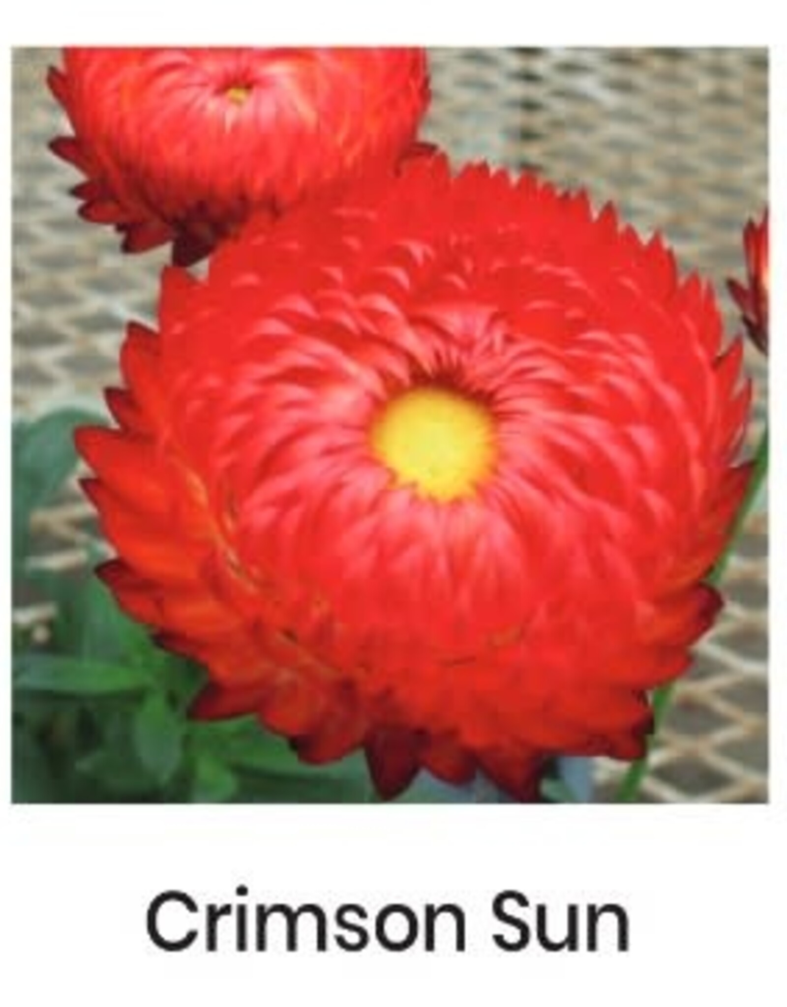 Fessler Bracteantha Granvia 'Crimson Sun' #1 Supersize Strawflower