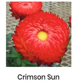 Fessler Bracteantha Granvia Crimson Sun #1 Supersize Strawflower