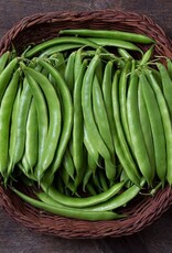 High Mowing Seed HM Forrester Romano Bush Bean  1 OZ