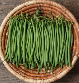 High Mowing Seed HM Compass Haricot Vert Bean  100 SEEDS