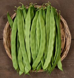 High Mowing Seed HM Northeaster Pole Bean  1 OZ