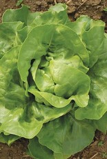 High Mowing Seed HM Optima Lettuce  500 SEEDS