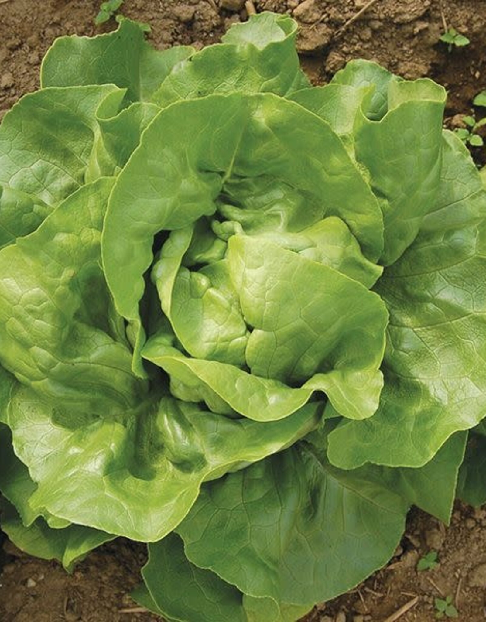 High Mowing Seed HM Optima Lettuce  500 SEEDS