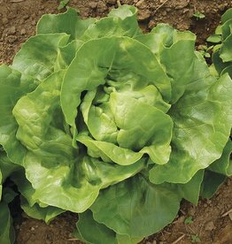 High Mowing Seed HM Optima Lettuce  500 SEEDS