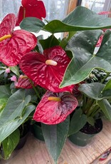 Mainland Anthurim Assorted Colors 6 inch pot