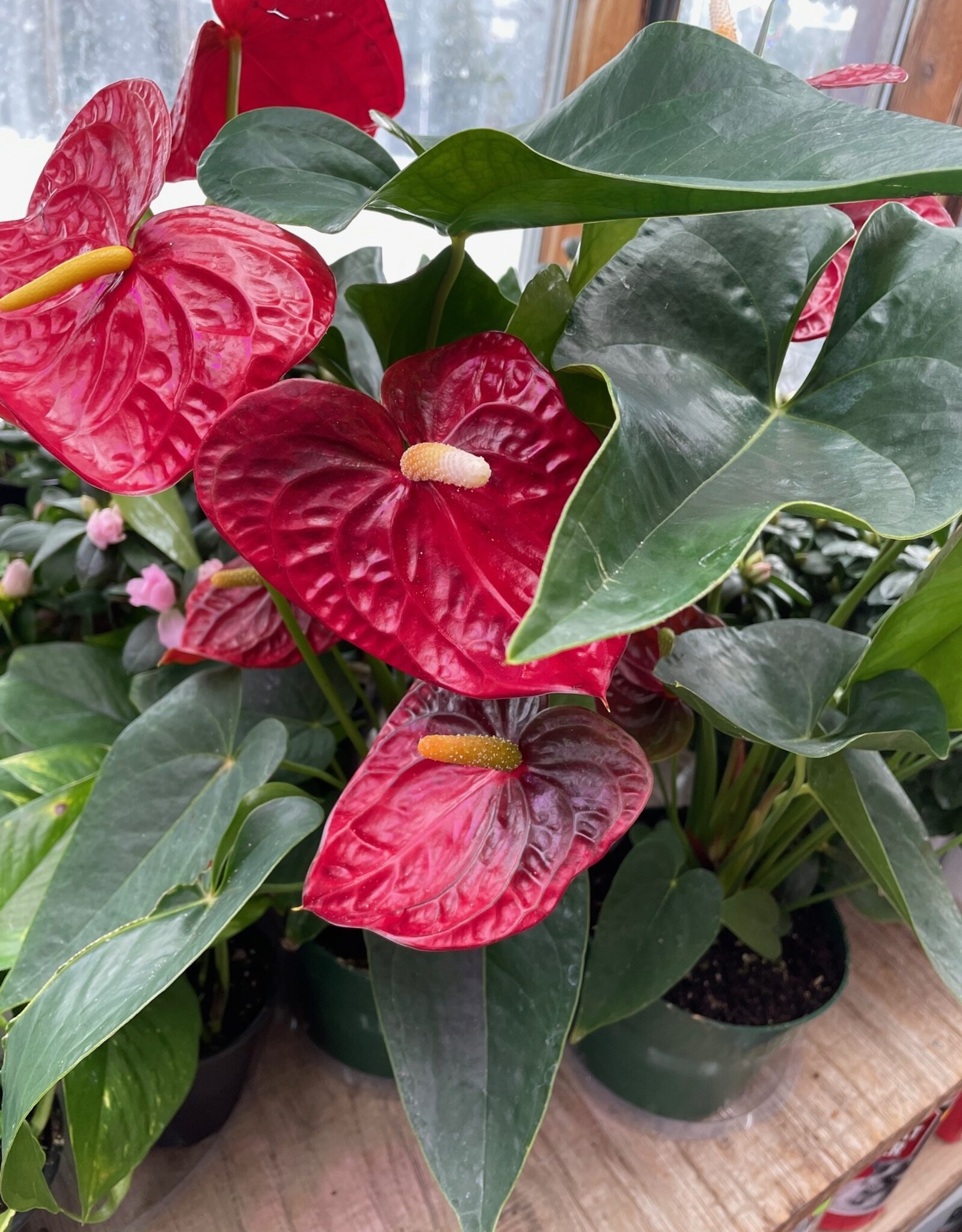 Mainland Anthurim Assorted Colors 6 inch pot