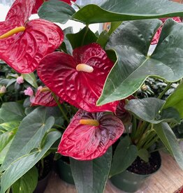 Mainland Anthurim Assorted Colors 6 inch pot