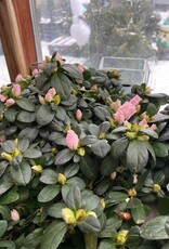 Mainland 6" Azalea Assorted Colors, MFD