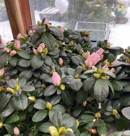 Mainland 6" Azalea Assorted Colors, MFD