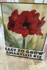 Amaryllis Gift Box  Kit Red Lion