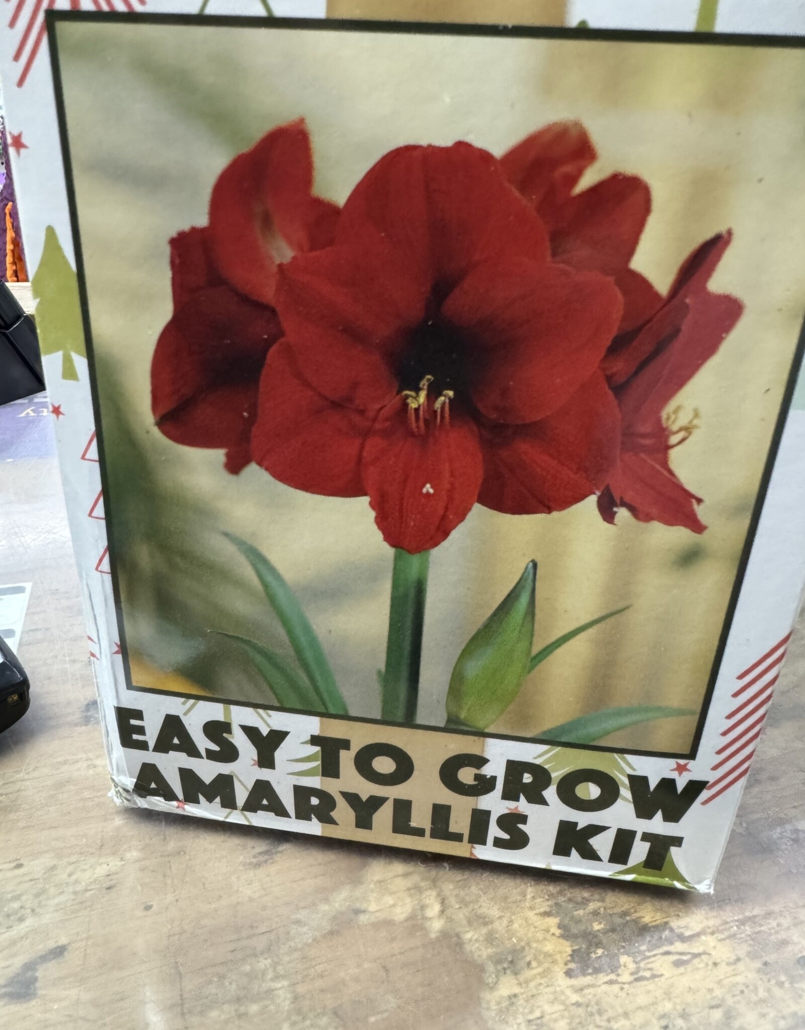 Amaryllis Gift Box  Kit Red Lion