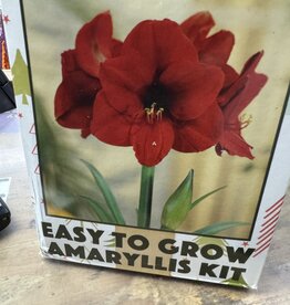 Amaryllis Gift Box  Kit Red Lion