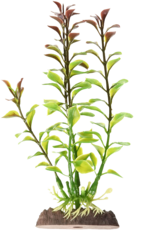 Penn-Plax LUDWIGIA - RED SM