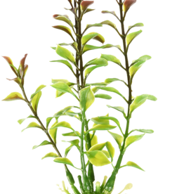 Penn-Plax LUDWIGIA - RED SM