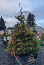 Sester Farms Picea abies -Norway Spruce #20  5' SF