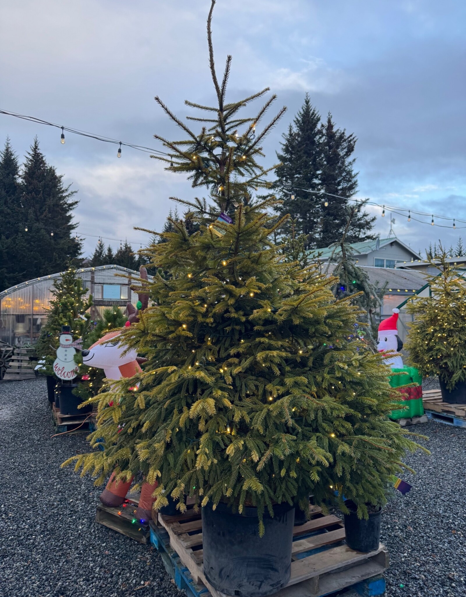 Sester Farms Picea abies -Norway Spruce #20  5' SF