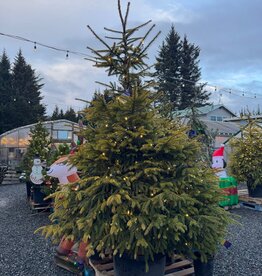 Sester Farms Picea abies -Norway Spruce #20  5' SF