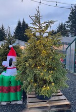Sester Farms Picea abies -Royal Splendor® Norway Spruce #25  6-7' SF