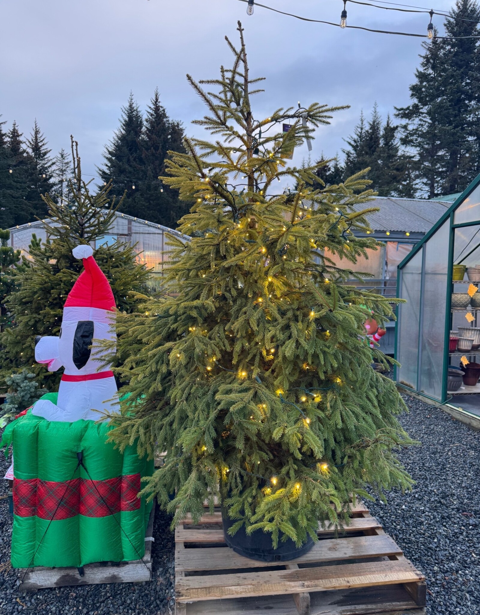 Sester Farms Picea abies -Royal Splendor® Norway Spruce #25  6-7' SF