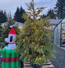 Sester Farms Picea abies -Royal Splendor® Norway Spruce #25  6-7' SF
