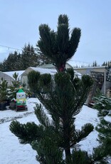 Pinus nigra 'Arnold Sentinel' #10 - Arnold Sentinel Austrian Black Pine