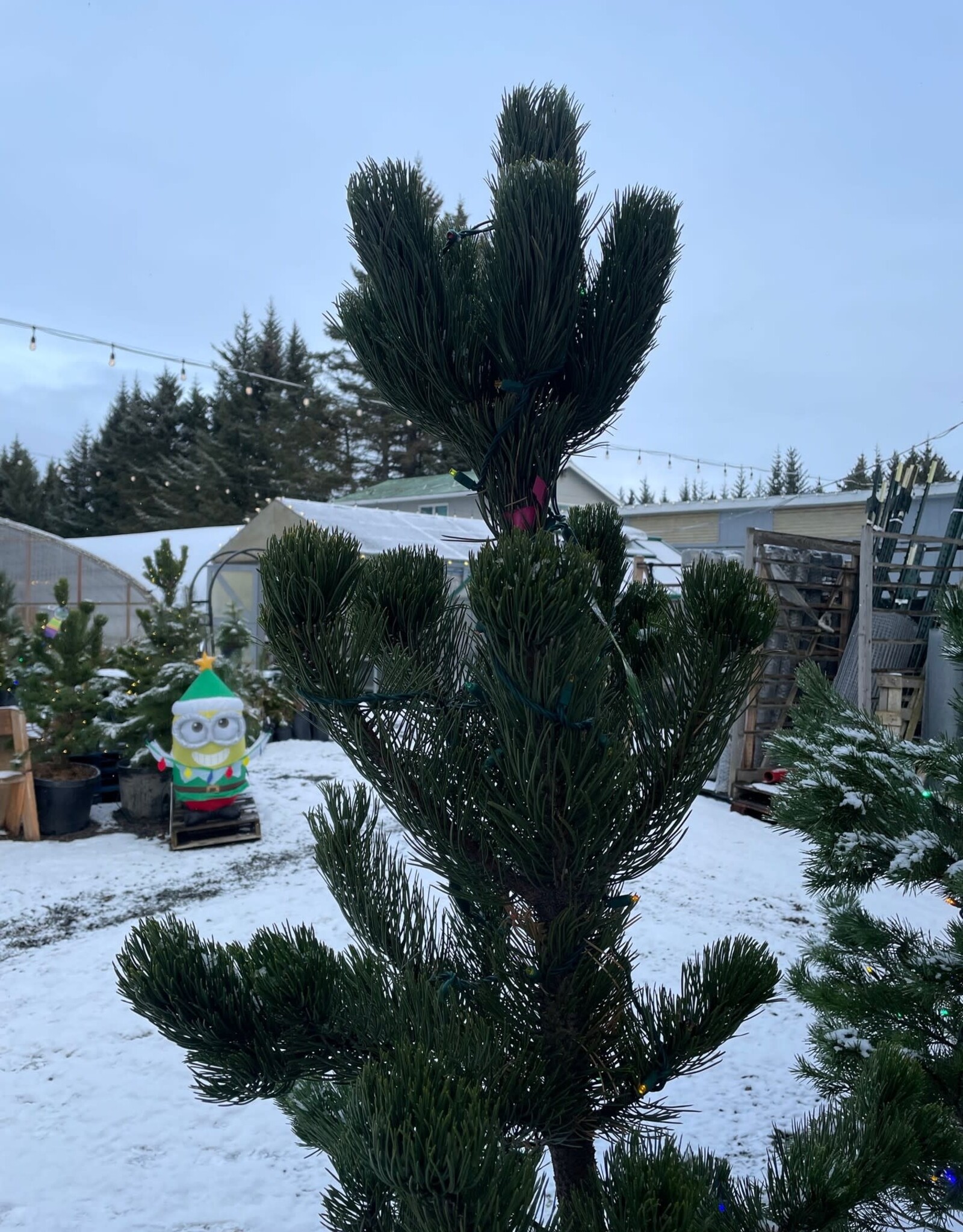 Pinus nigra 'Arnold Sentinel' #10 - Arnold Sentinel Austrian Black Pine