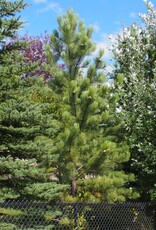 Sester Farms Pinus Nigra #20 Austrian Pine 4'-5'