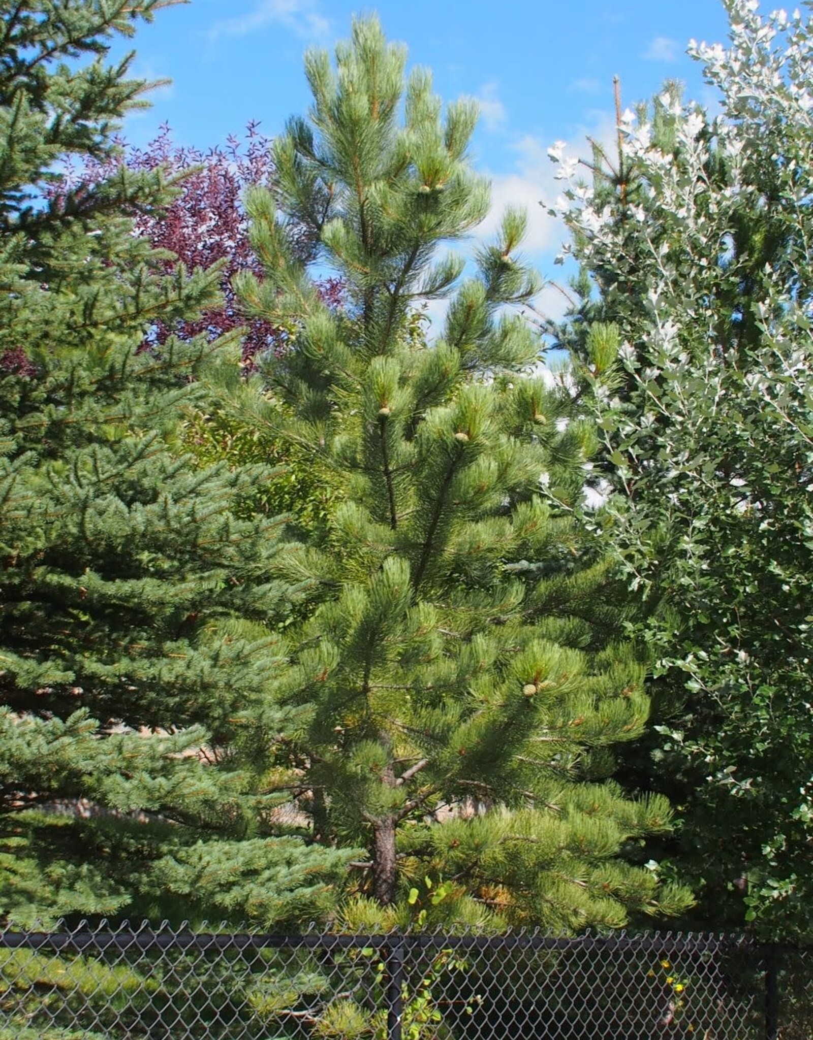 Sester Farms Pinus Nigra #20 Austrian Pine 4'-5'
