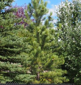 Sester Farms Pinus Nigra #20 Austrian Pine 4'-5'