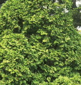 Bron and Sons Thuja occidentalis 'Wareana' #2 Siberian Cedar
