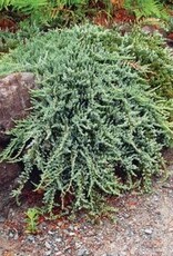 Bron and Sons Juniperus communis var. Montana #2 - Mountain Juniper