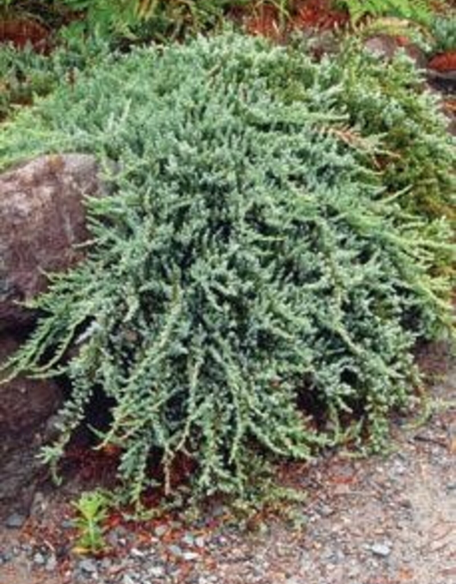Bron and Sons Juniperus communis var. Montana #2 - Mountain Juniper