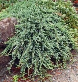 Bron and Sons Juniperus communis var. Montana #2 - Mountain Juniper