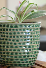 Pacific Home & Garden Palm Springs Honeycomb Planter  - 5.5in x 5in - Emerald