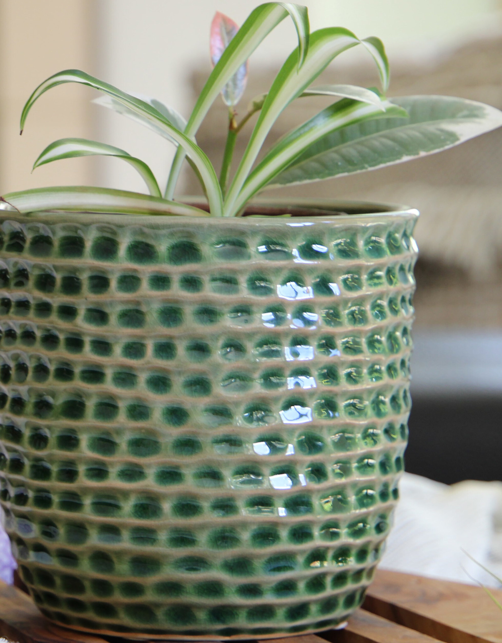 Pacific Home & Garden Palm Springs Honeycomb Planter  - 5.5in x 5in - Emerald