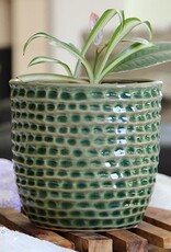 Pacific Home & Garden Palm Springs Honeycomb Pots  - 6.5in - Green